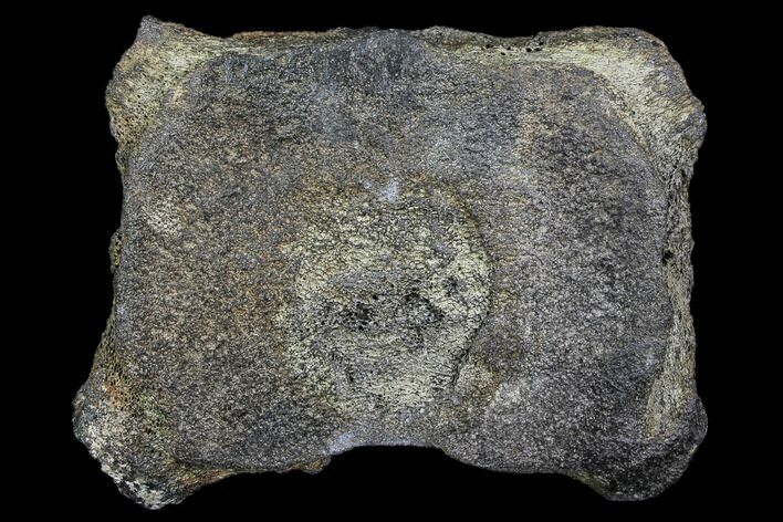 Fossil Whale Cervical Vertebra - South Carolina #85582